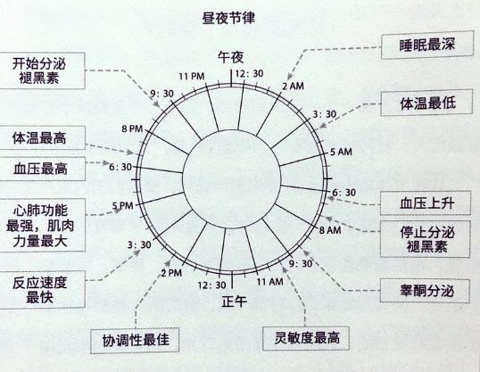 晝夜節律時鐘