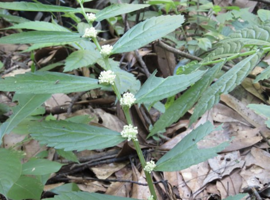 廬山樓梯草(蕁麻科樓梯草屬多年生草本植物)