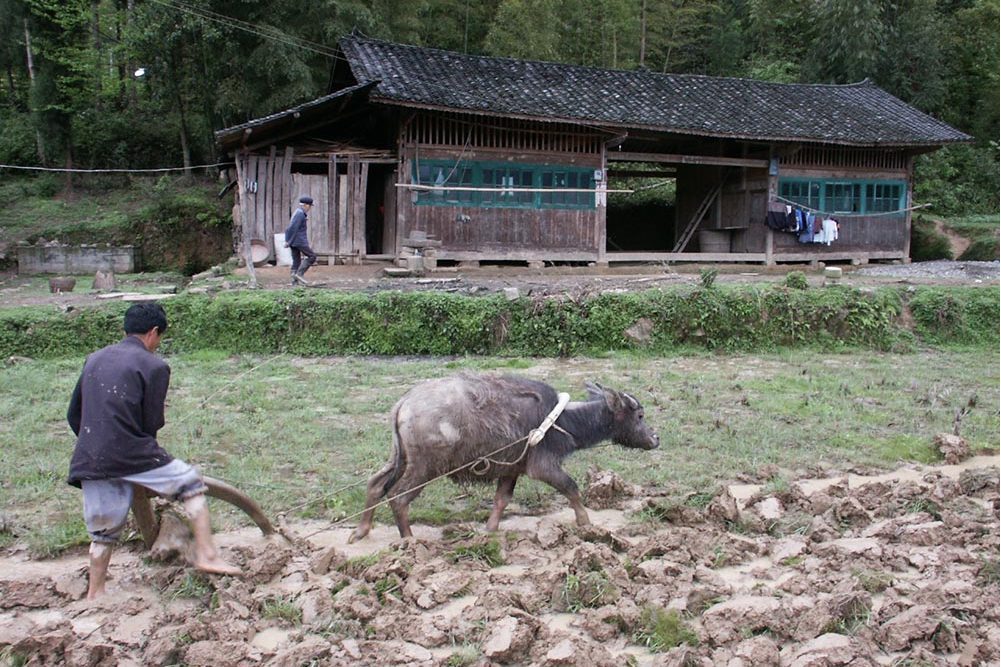 水牛李村(山東省菏澤市巨野縣柳林鎮下轄村)