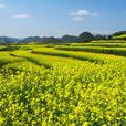 漢中油菜花節