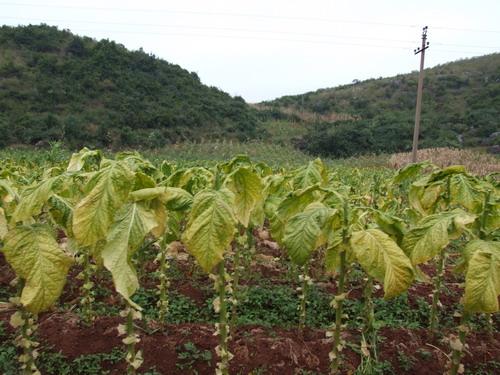 馬泥塘村特色產業