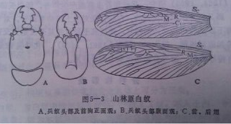 山林原白蟻