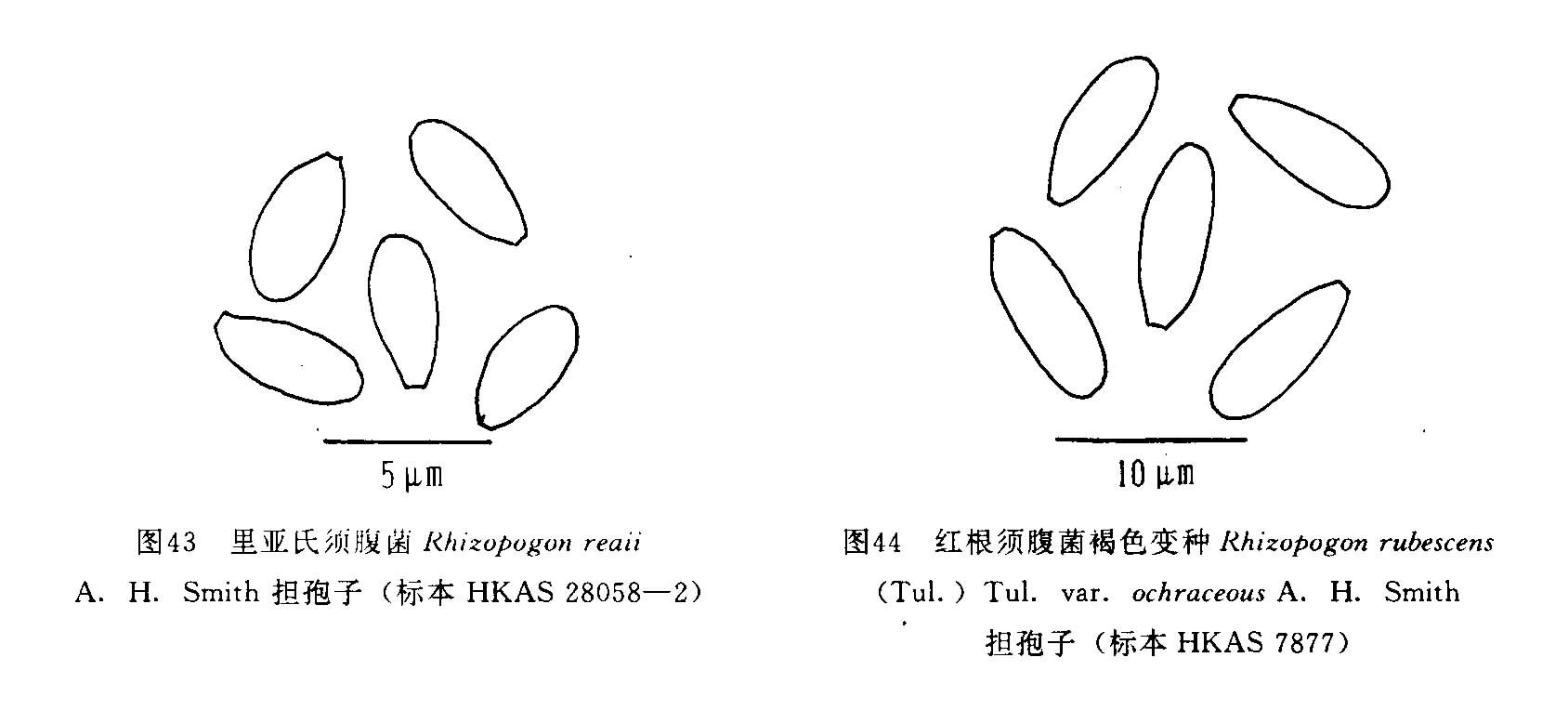 里亞氏須腹菌