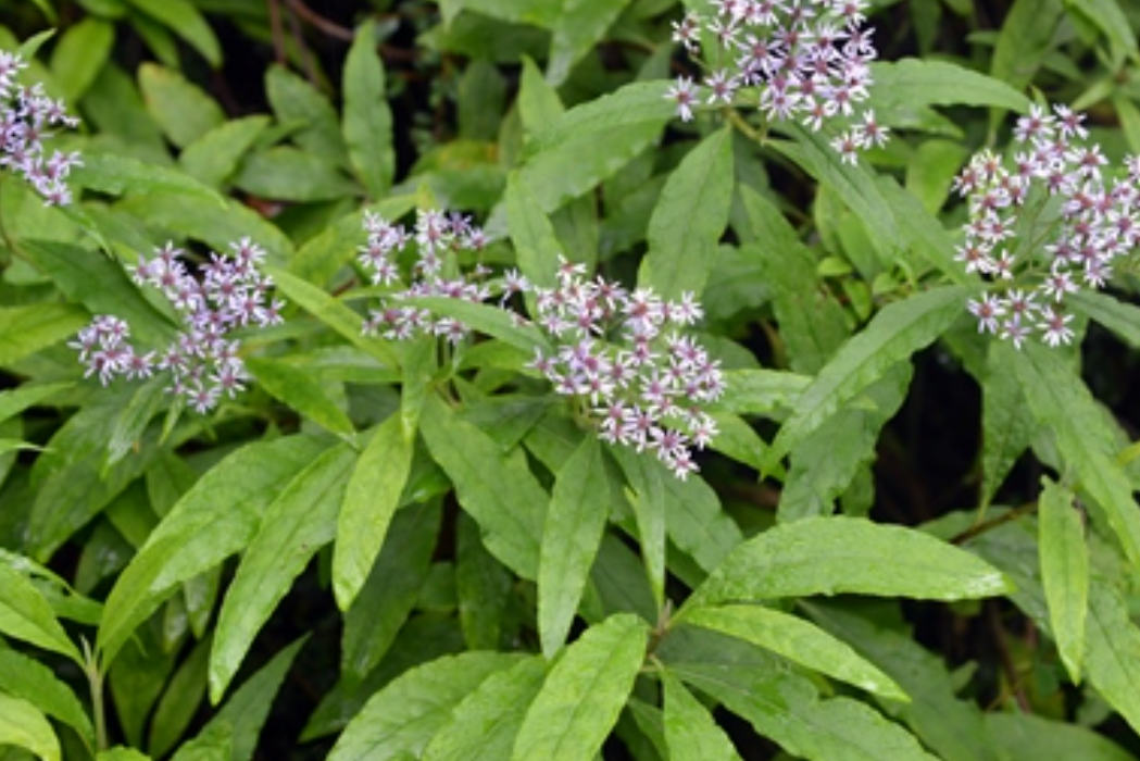 小舌紫菀(小舌紫菀（原變種）)