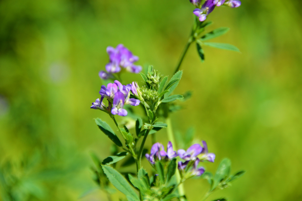 農菁8號紫花苜蓿