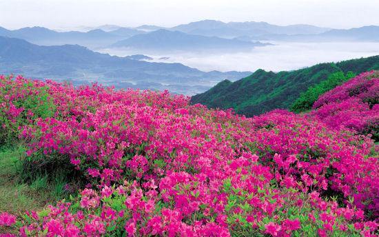 杜鵑花紅