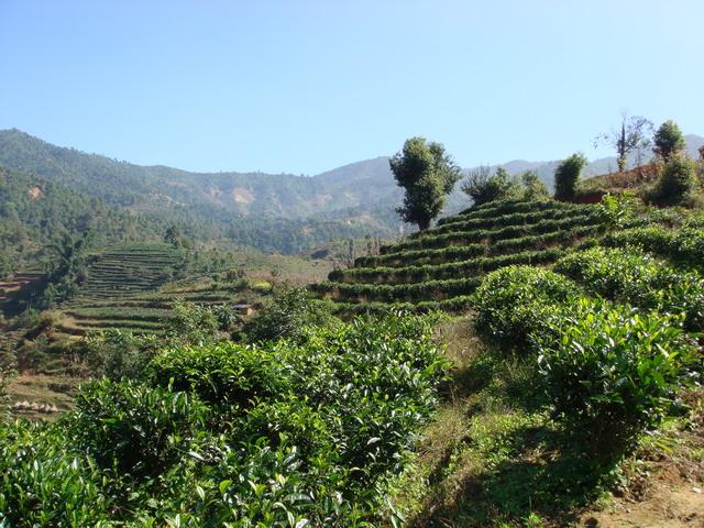 文偉村茶園