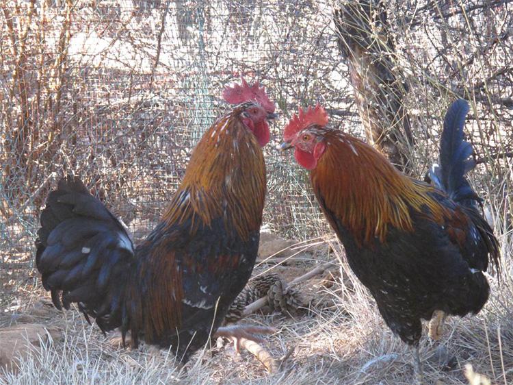 黑水鳳尾雞