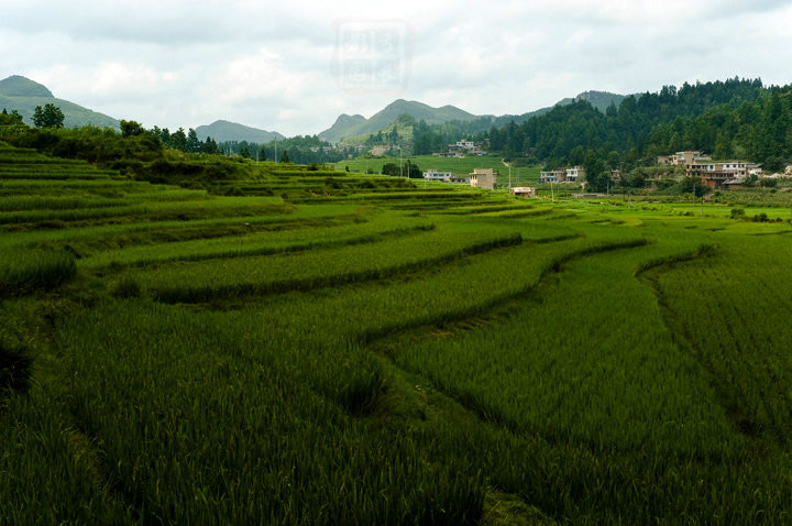 小金山村