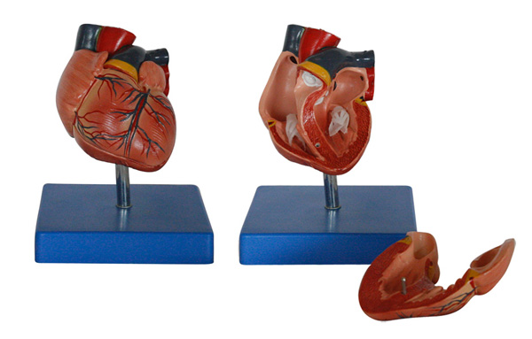 成人心臟解剖放大模型