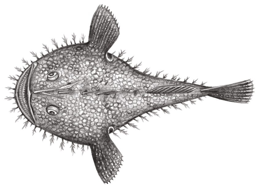 黃鮟鱇（Lophius litulon）