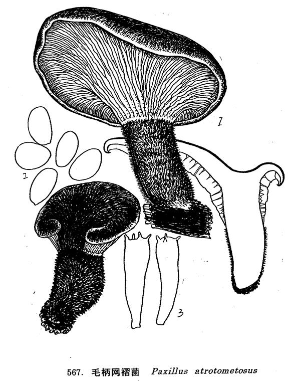 毛柄網褶菌