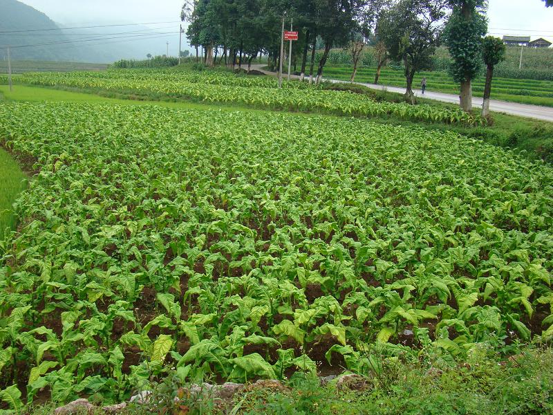 小莽林自然村烤菸種植業