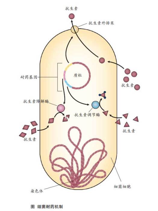 抗碳青黴烯類腸桿菌(泛耐藥腸桿菌科細菌)