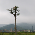 九如村(廣東省廣州市增城區永寧街下轄村)