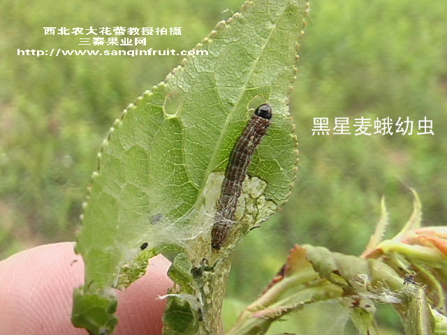 黑星麥蛾