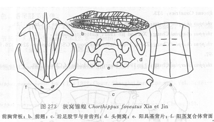 狹窩雛蝗