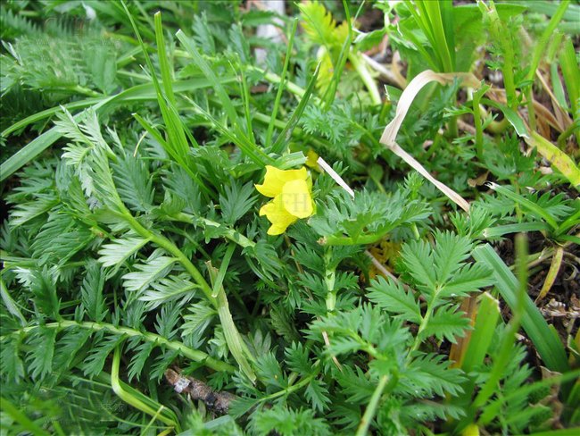 灰葉蕨麻（變種）