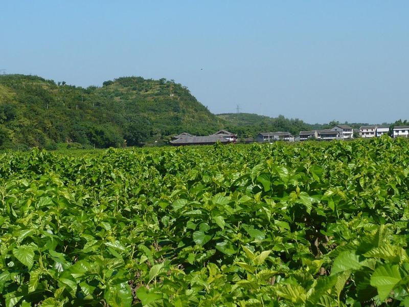 富東鎮桑園