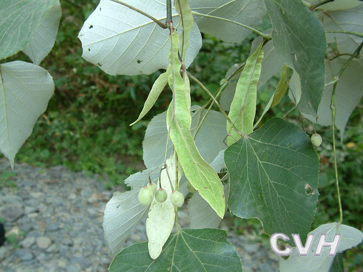 灰背椴（變種）