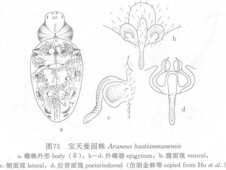 寶天曼園蛛