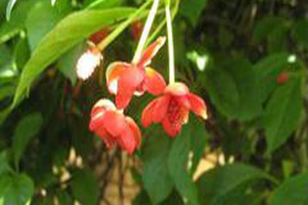 Schisandra rubriflora