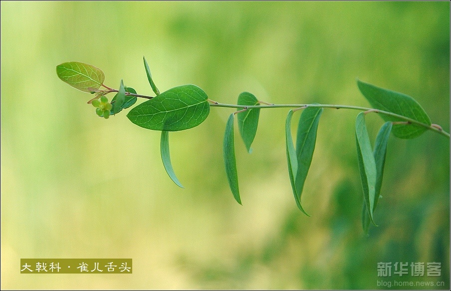 刺枝野丁香