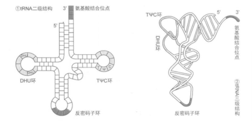 核糖核酸