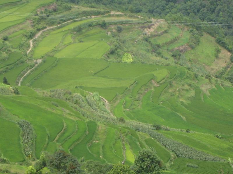 樹苴村