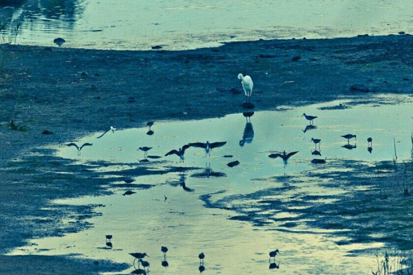 大阪南港野鳥園