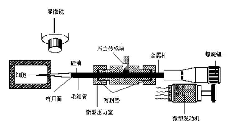 細胞壓力探針