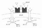 慢胰島素鋅混懸液