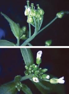 模式生物——擬南芥