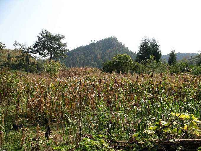 後寨自然村(雲南省鳳慶縣營盤鎮下轄村)