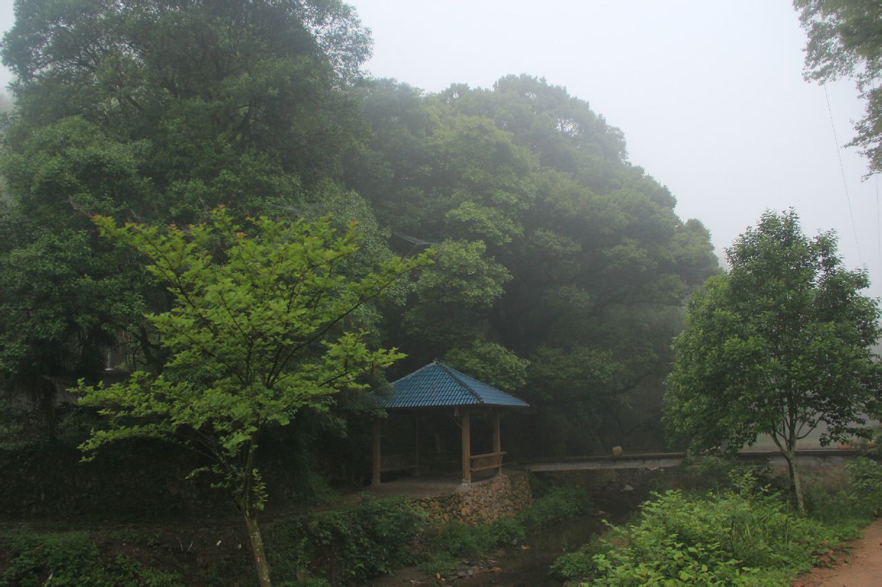 煙雨濛濛中，參天古樹下的公王壇