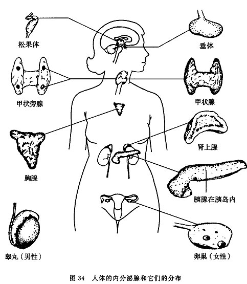 內分泌不孕(內分泌性不孕)