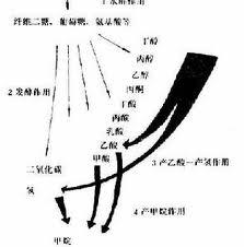 甲烷細菌