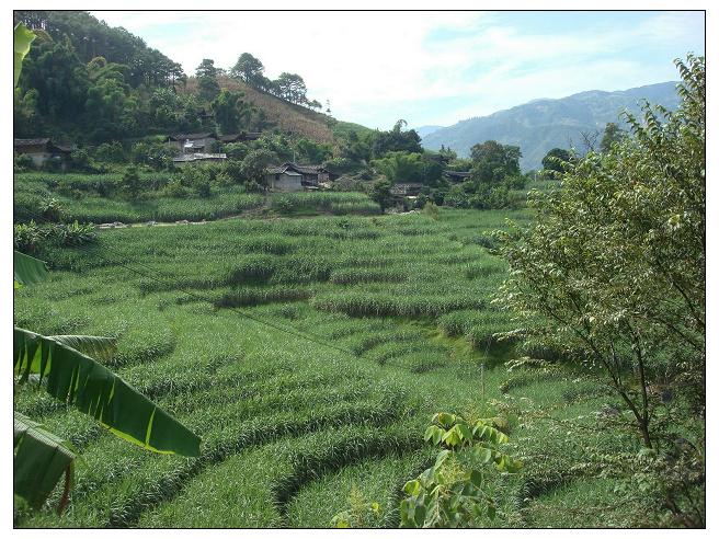 甘水田自然村水稻種植業