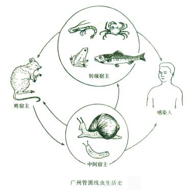 廣州管圓線蟲