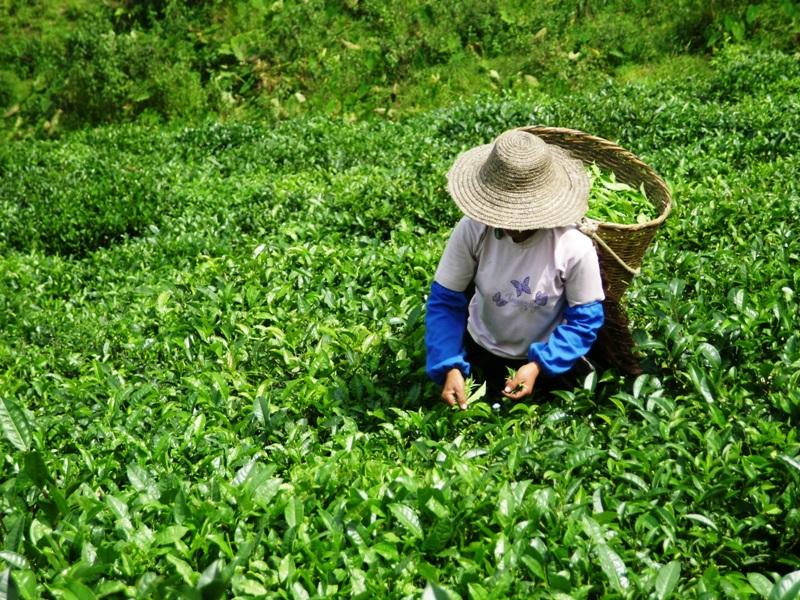 茶葉種植