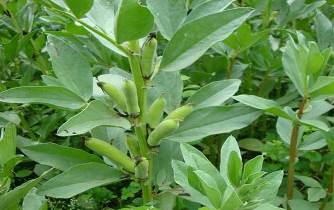 蠶豆(豆科野豌豆屬植物)