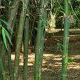 黃竹(禾本科、牡竹屬植物)