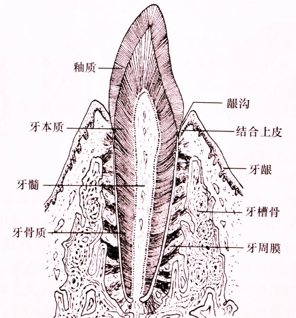 釉柱