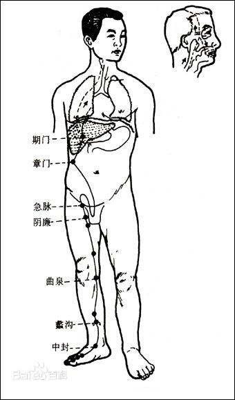 足厥陰肝經