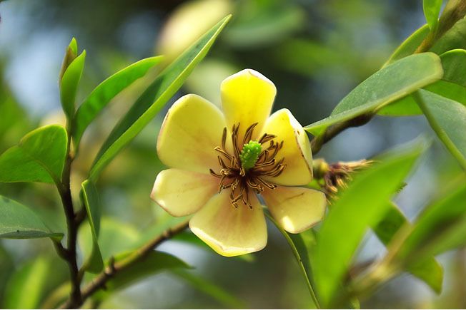 鳳凰山金花茶無性系1號