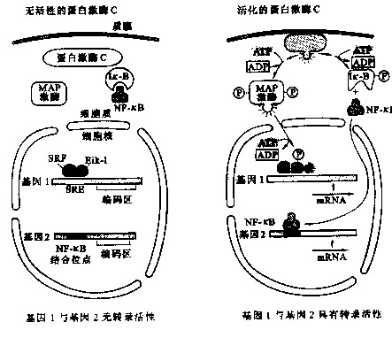 人活化蛋白C