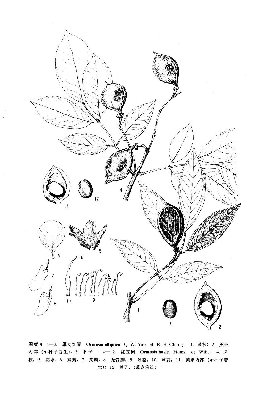 中國植物志原版墨線圖