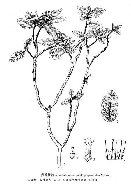 烈香杜鵑(圖1)