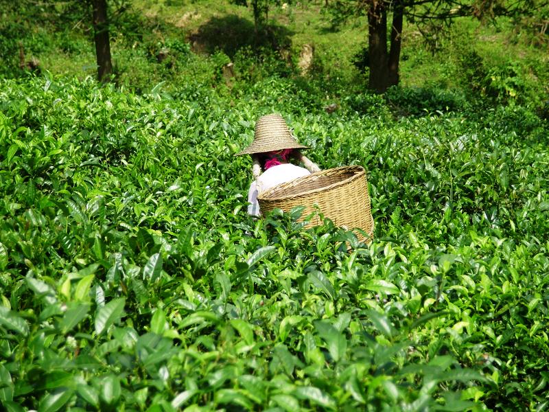 種植茶葉