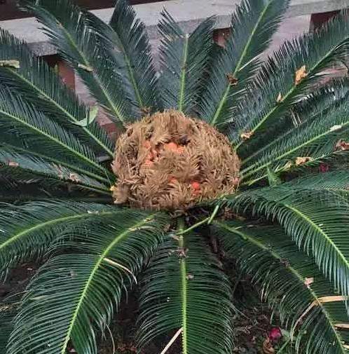 鐵樹(觀賞植物)